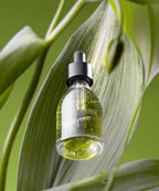 RENDEJAVOUSBEAUTY Jeju Matcha High Moisturizing Wrinkle Radiance Ampoule 30ml