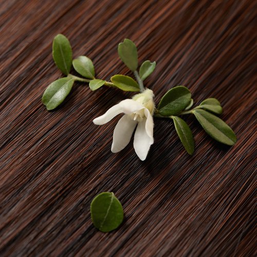 AROMATICA [Natural Hair Perfume] Aromatica Replenishing Hair Mist Jasmine & Vetiver 100ml