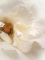 TAMZ Signature Shield Cream