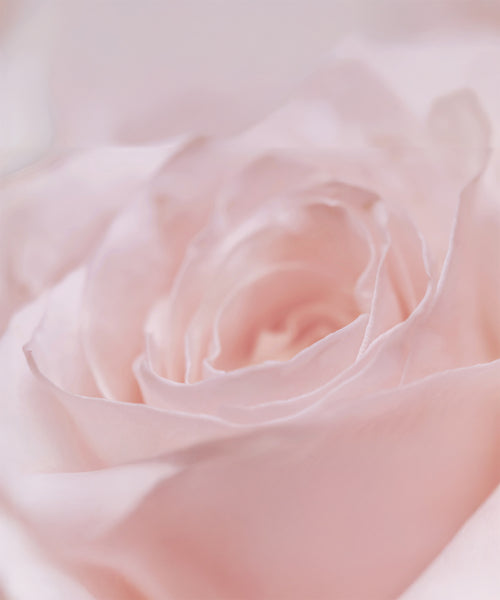 THIM BEAUTY THIM BEAUTY Rose PDRN Radiance Mist 100ml