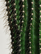 A'PREP Prickly Pear Balancing Toner