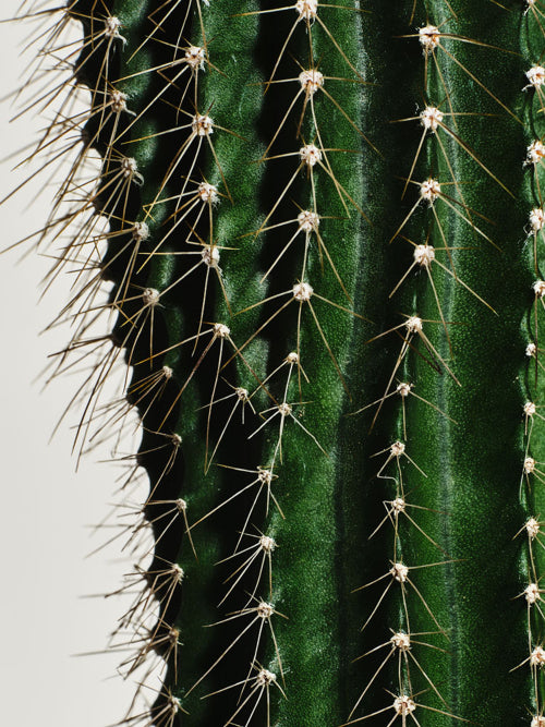 A'PREP A'PREP Prickly Pear EGF Skin Boost Mask