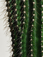 A'PREP A'PREP Prickly Pear EGF Skin Boost Mask