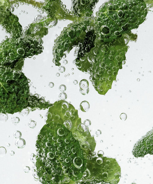 NESH Mint Biome Scalp Deep Cleansing Shampoo